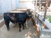 雄牛, Swiss cattle — 写真 7