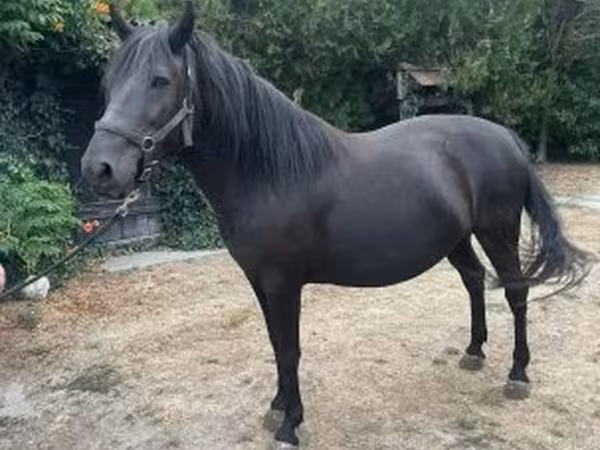 Kobila, Hucul pony