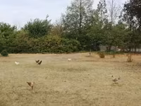 Chickens — Foto 4
