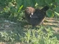 Seidenhuhn — Foto 6