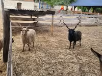 मेढ़ा, Racka sheep — फ़ोटो 1