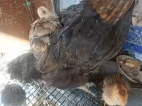 Chickens — fotografija 2