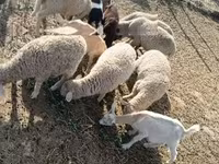 Bélier, Moutons — photo 2