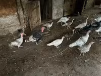 Turkeys — الصورة 2