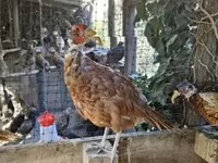 Guinea fowl — Foto 2