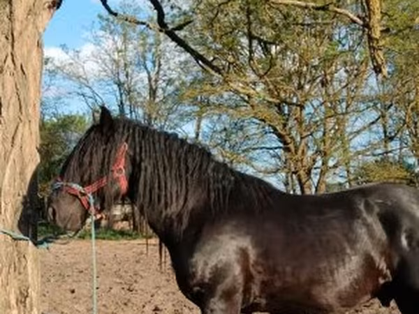 Pastuv, Gypsy horse