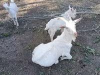Ешкі, Saanen goat — 3-сурет