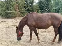 母马, Horses — 照片 5