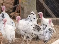 Turkeys — zdjęcie 4