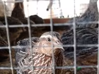 Перепела — фото 2