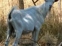 عنزة, الماعز — الصورة 1