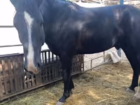 Caballo, Friesian sport horse — foto 2