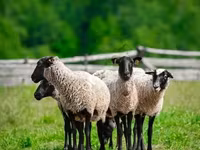 Ovan, Romanov sheep — fotografija 2