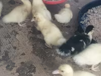 Ducks — fotografija 3