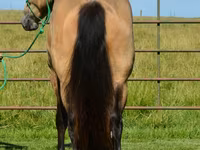 Pastuv, Gypsy horse — fotografija 7