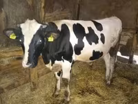 雄牛, Simmental cattle — 写真 2