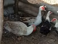 Ducks — fotografija 6