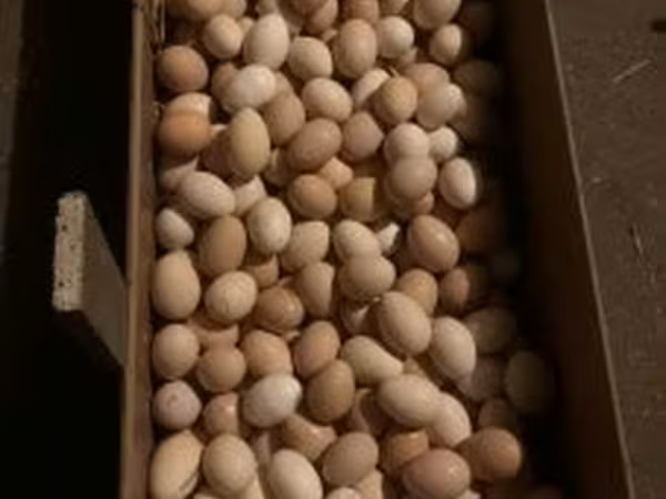 Chickens