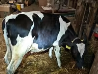 牛只（批次，未指定性别）, Cattle — 照片 2
