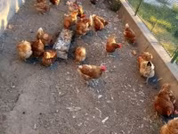 Chickens — Foto 1