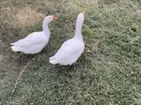 Geese — fotografija 2
