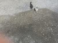 Chickens — fotografija 4