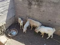 Kozioł, Kozy — zdjęcie 1