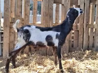 Jarac, Kamori goats — fotografija 1