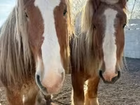 Cavalo, Belgian Draught — foto 2