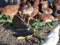 Chickens — photo 3