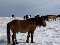 Pastuv, Mugalzhar horse — fotografija 8