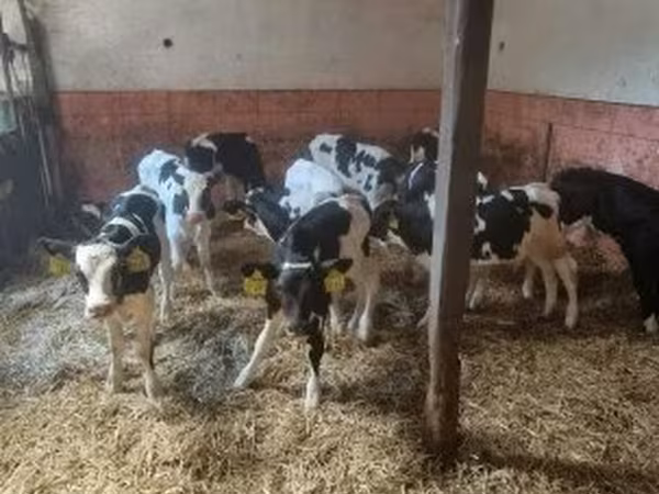 公牛, Holstein breed