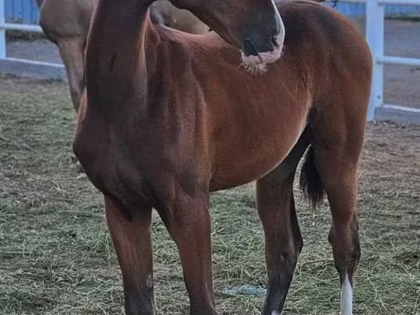 Pastuv, Akhal-Teke