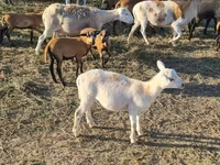 Қошқар, Cameroon sheep — 4-сурет