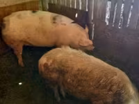 Locha, Świnie — zdjęcie 1