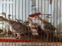 Turkeys — fotografija 2
