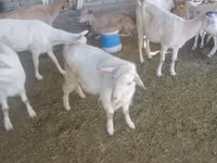 Boucs, Saanen goat — photo 6
