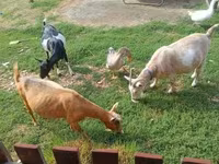 Cabro, Cabras — foto 1