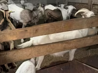 Koza, Saanen goat — zdjęcie 4