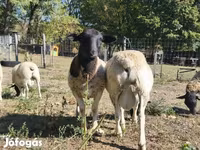 Widder, Dorper sheep — Foto 3