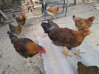 Chickens — zdjęcie 1