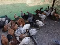 Chickens — الصورة 6