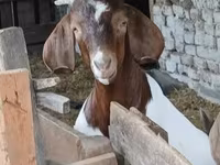 雄ヤギ, Boer goat — 写真 7