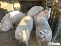 Säue, Schweine — Foto 3
