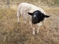 雄羊, Dorper sheep — 写真 1