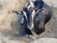 عنزة, Toggenburg goat — الصورة 4