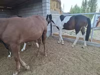 Koń, Konie — zdjęcie 3