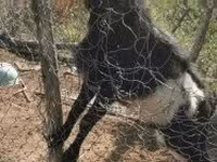 Kozioł, Pomellata goat — zdjęcie 3
