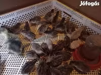 Chickens — Foto 1