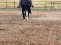 Stute, National Show Horse — Foto 1